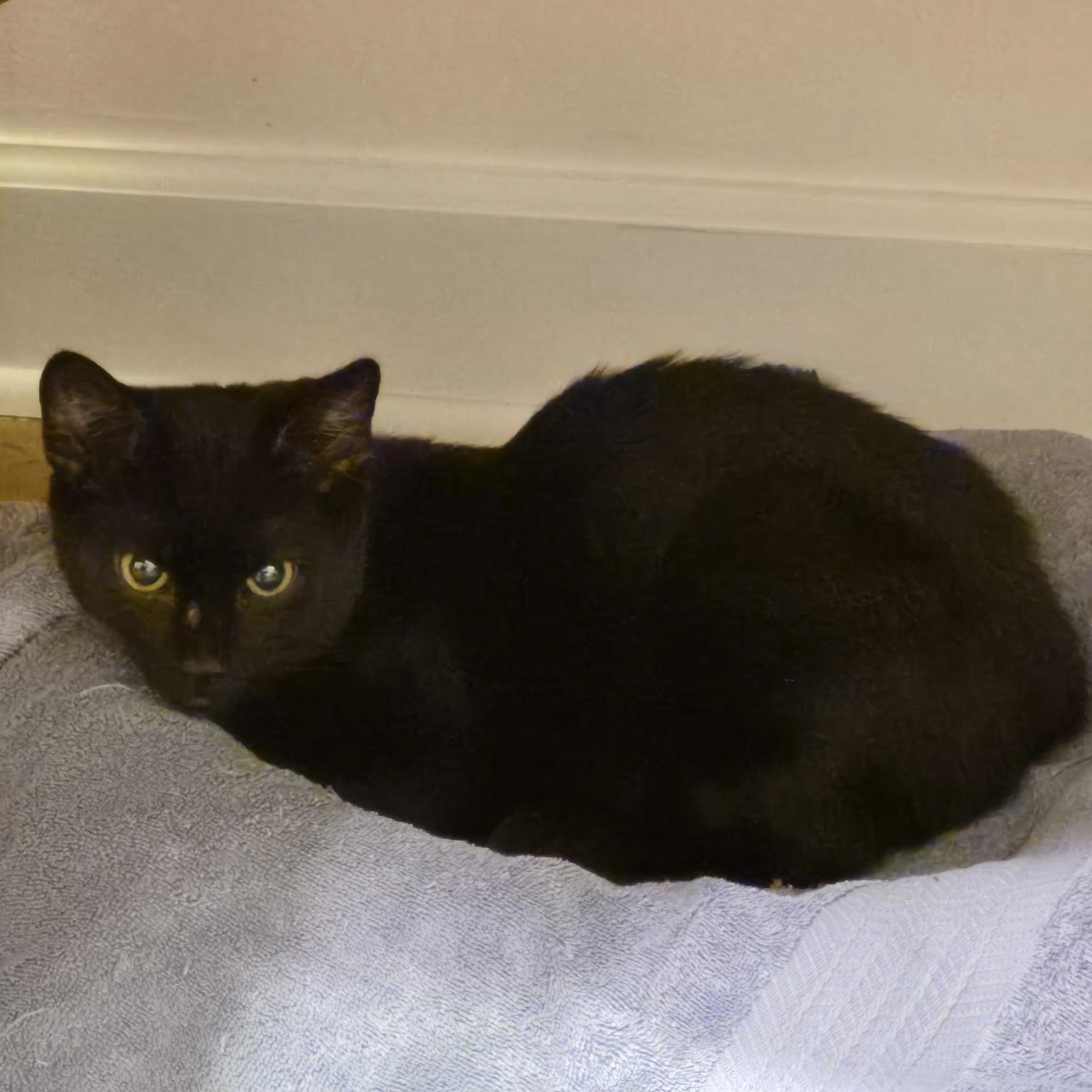 Enlarge Sweet Basil, a Adoptable Domestic Short Hair in Howell, NJ image 5/5
