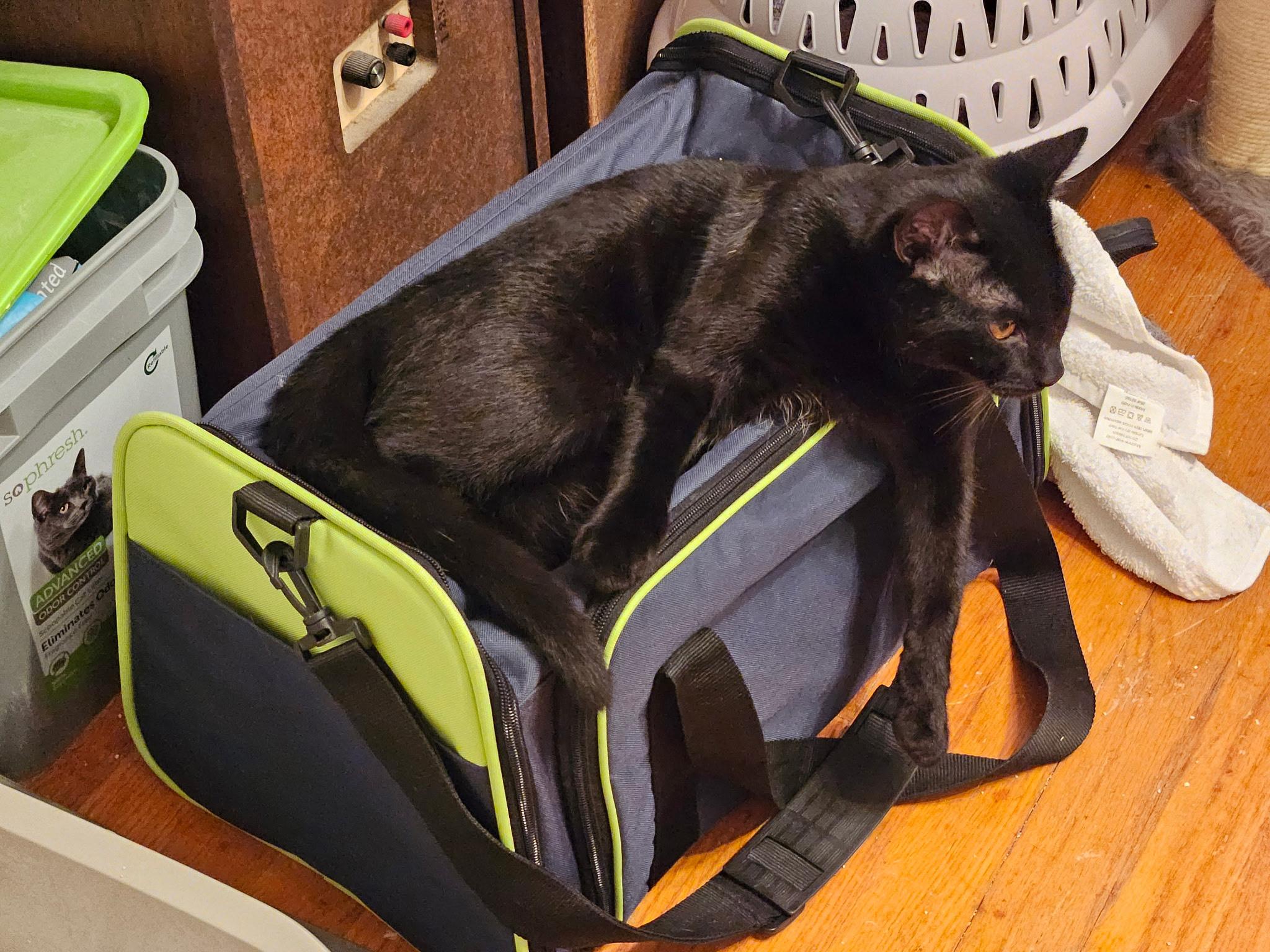 Enlarge Sweet Basil, a Adoptable Domestic Short Hair in Howell, NJ image 3/5