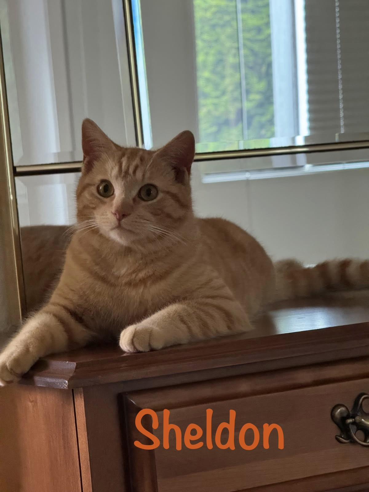 Enlarge Sheldon , a ADOPTABLE Tabby in Crescent City, CA image 1/1