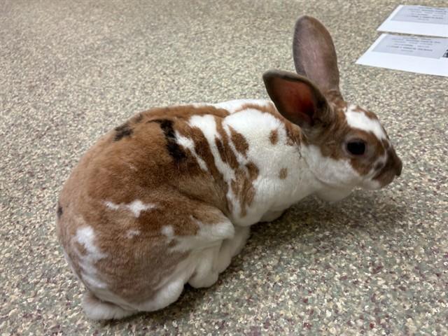 DOLE WHIP, Adoptable, Young Female Bunny Rabbit.