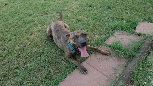Enlarge Matt, a ADOPTABLE mixed breed in Temple, TX image 3/3