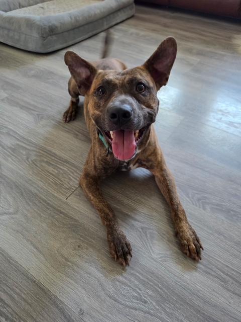 Enlarge Matt, a ADOPTABLE mixed breed in Temple, TX image 2/3