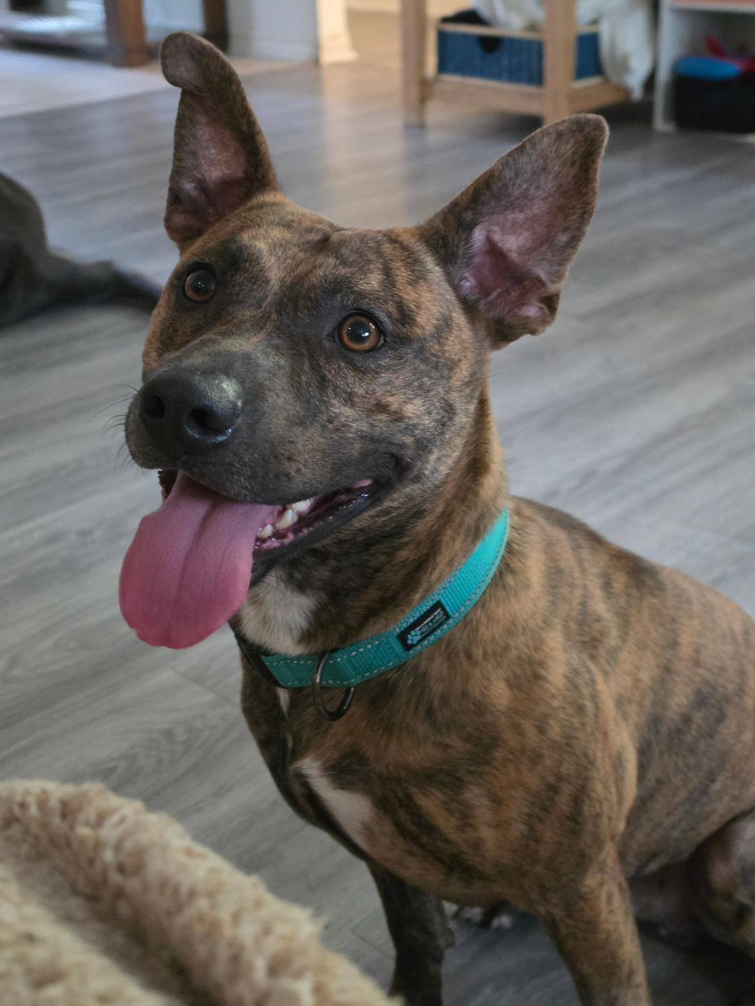 Matt, ADOPTABLE, Adult Male Pit Bull Terrier.