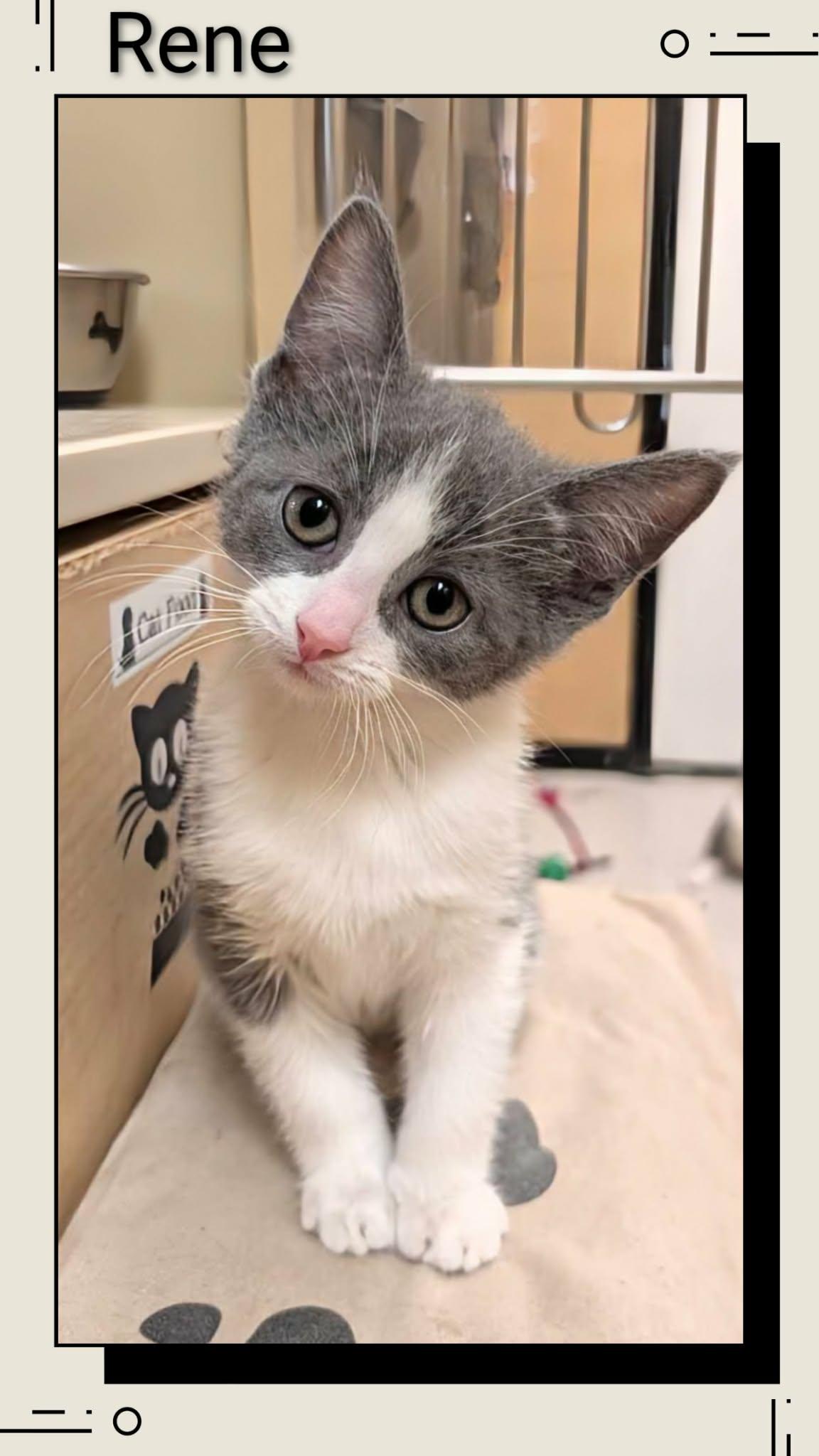 Enlarge Rene, a Adopted Domestic Short Hair in Caistor Centre, ON image 1/1