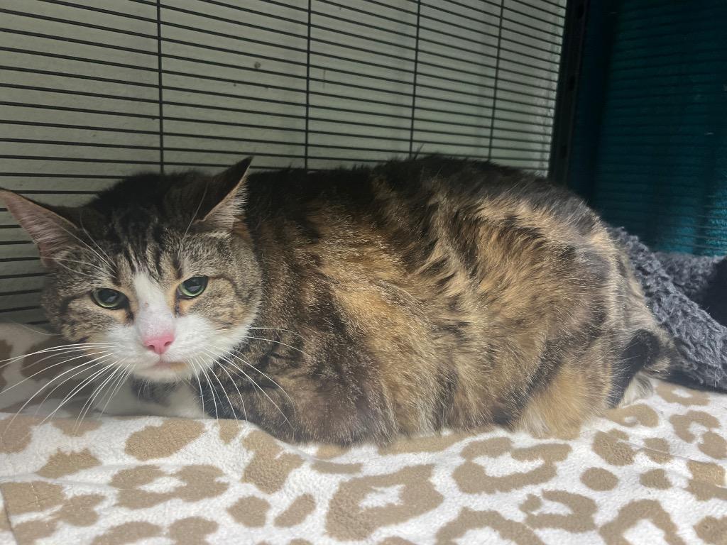 PB, a Adoptable mixed breed in Hot Springs, AR image 1/2