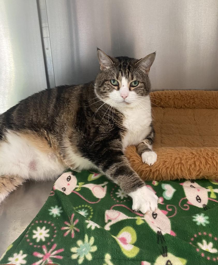 PB, a Adoptable mixed breed in Hot Springs, AR image 2/2