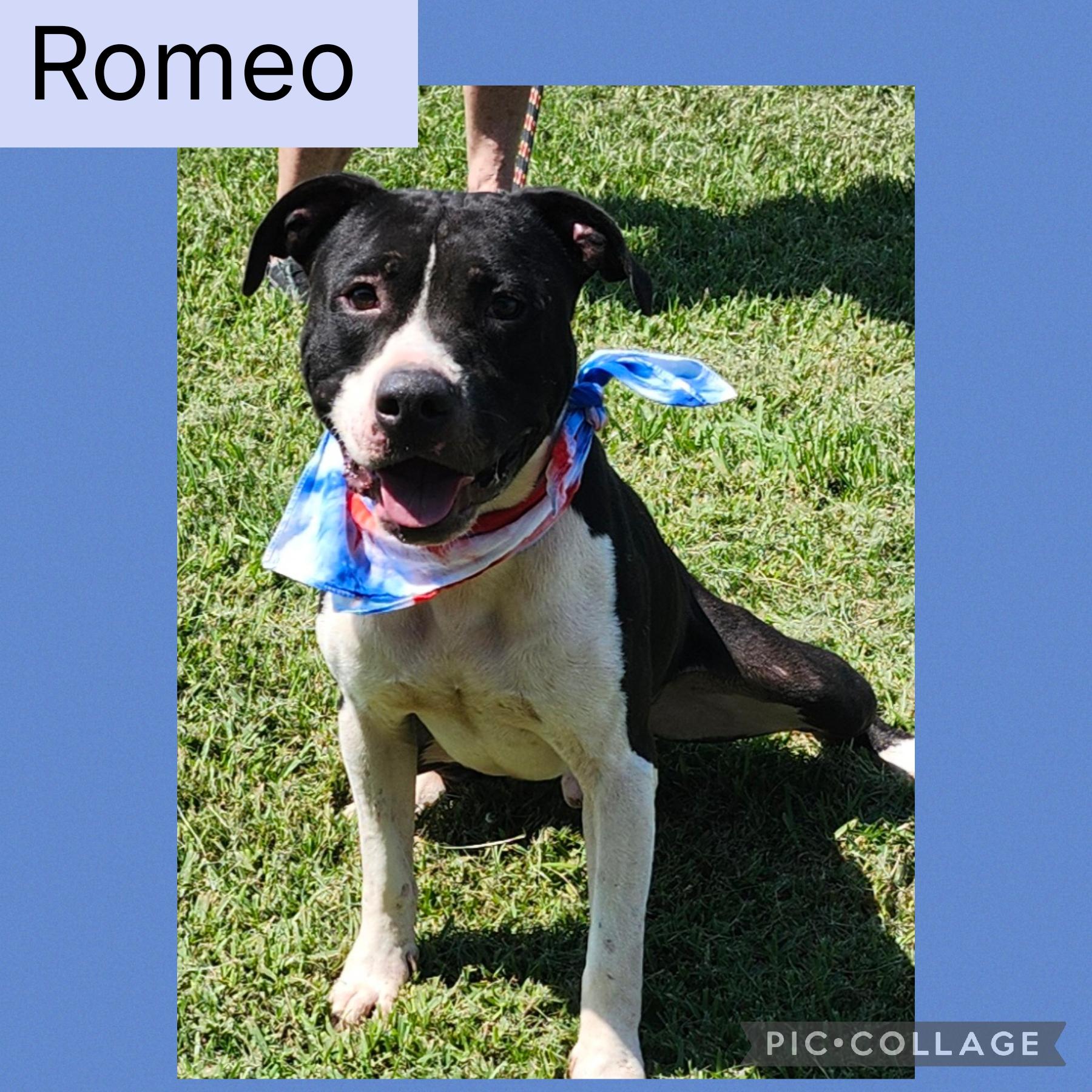Romeo, Adoptable, Adult Male Pit Bull Terrier.
