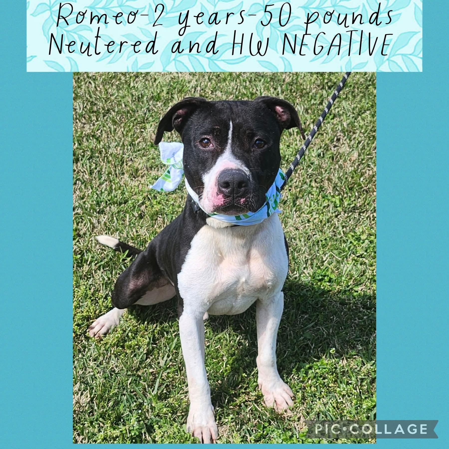 Enlarge Romeo, a Adoptable mixed breed in New Iberia, LA image 1/1