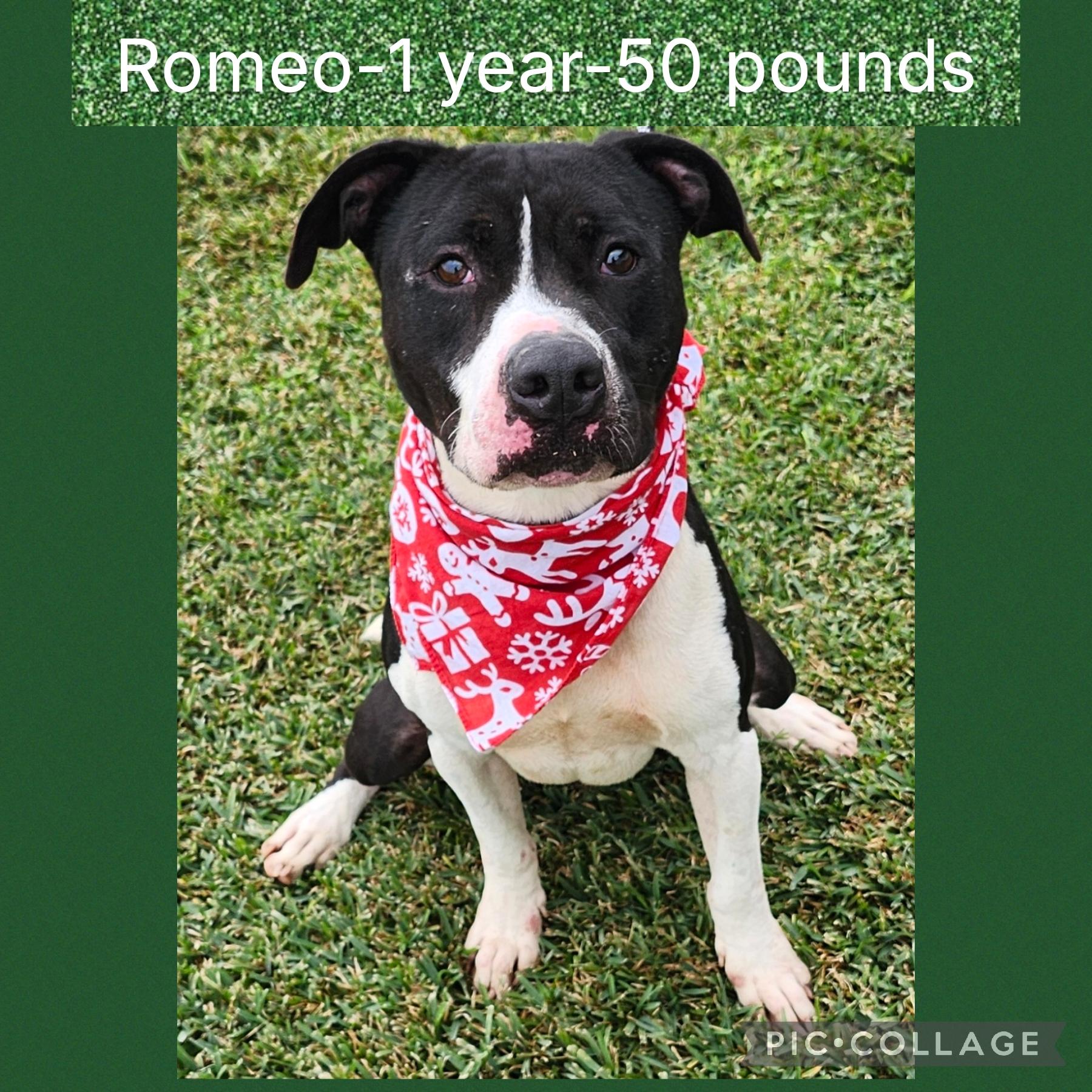 Romeo, Adoptable, Adult Male Pit Bull Terrier.