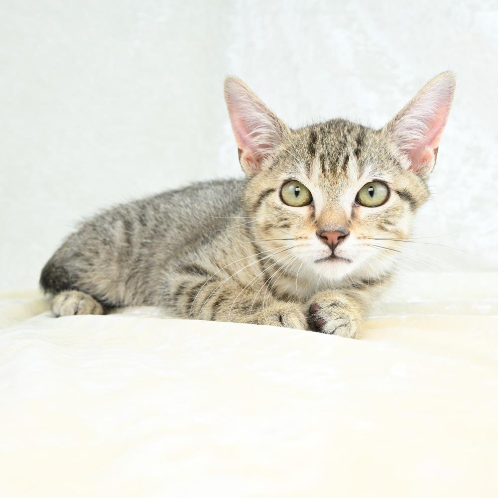Aries, Adoptable, Kitten Male Domestic Short Hair.