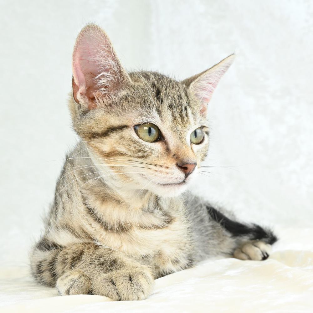 Aries, a Adoptable Domestic Short Hair in Mobile, AL image 2/5