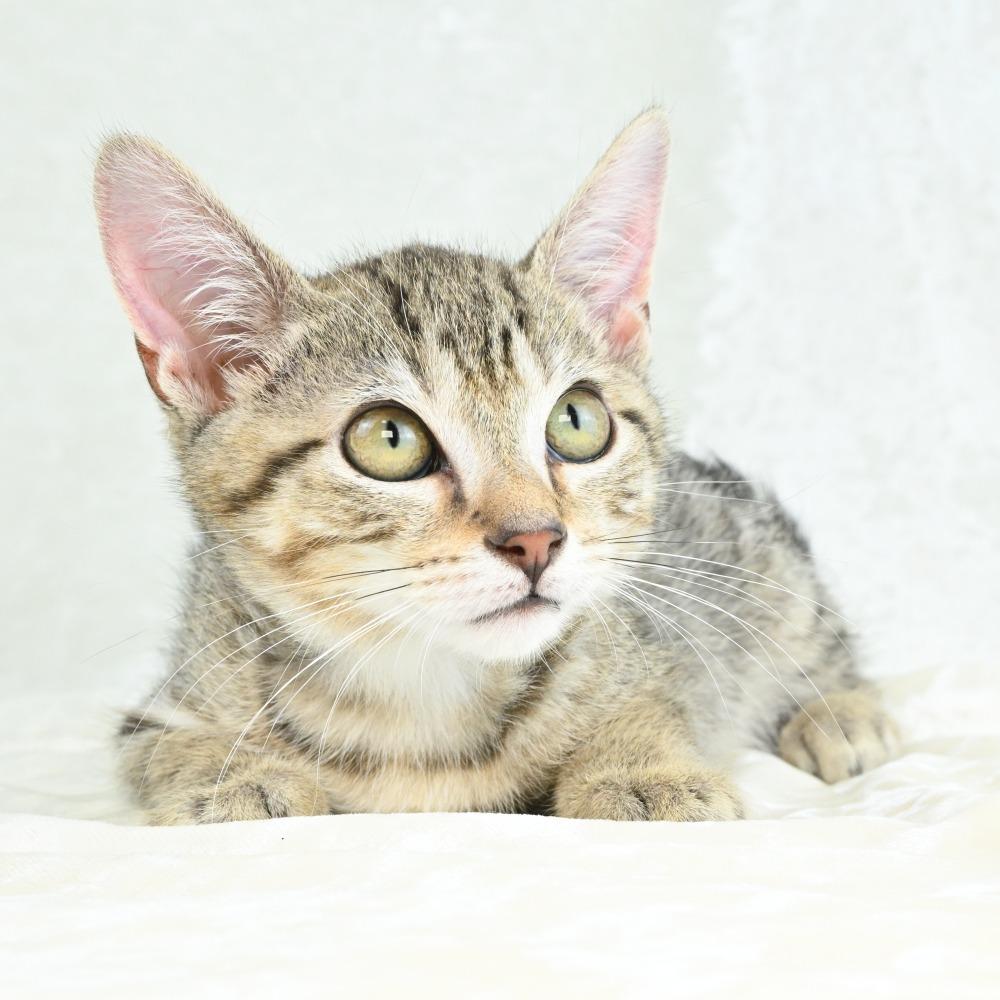 Aries, a Adoptable Domestic Short Hair in Mobile, AL image 3/5