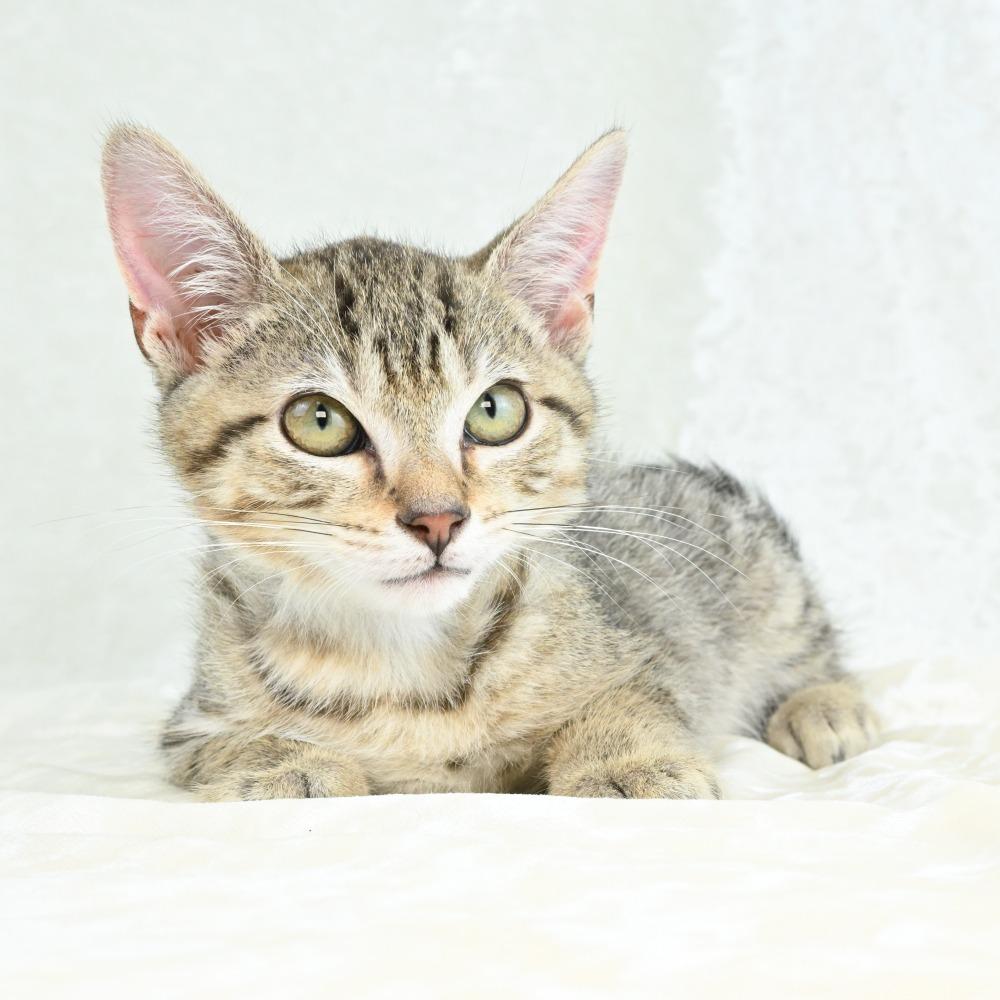 Aries, a Adoptable Domestic Short Hair in Mobile, AL image 4/5