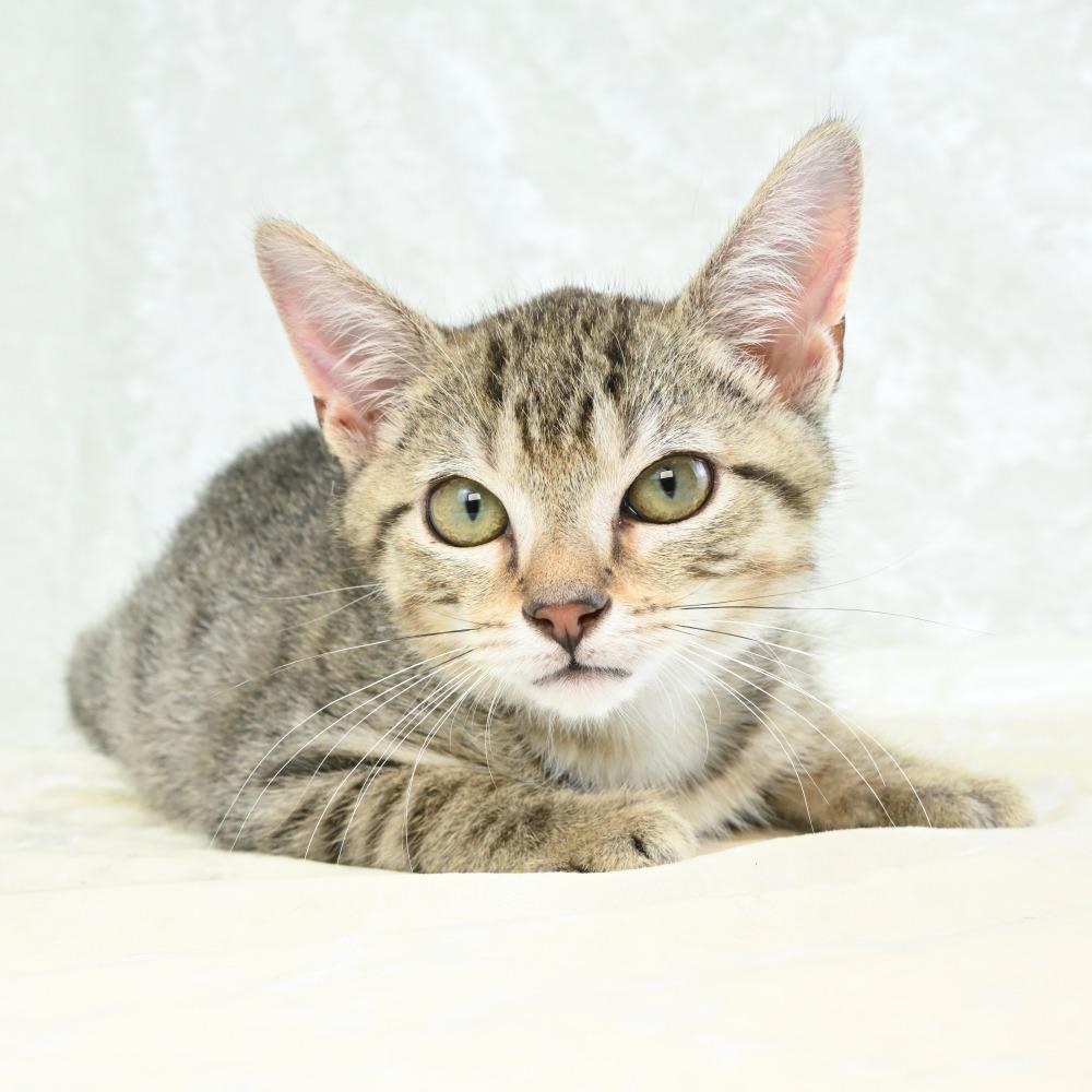 Aries, a Adoptable Domestic Short Hair in Mobile, AL image 5/5