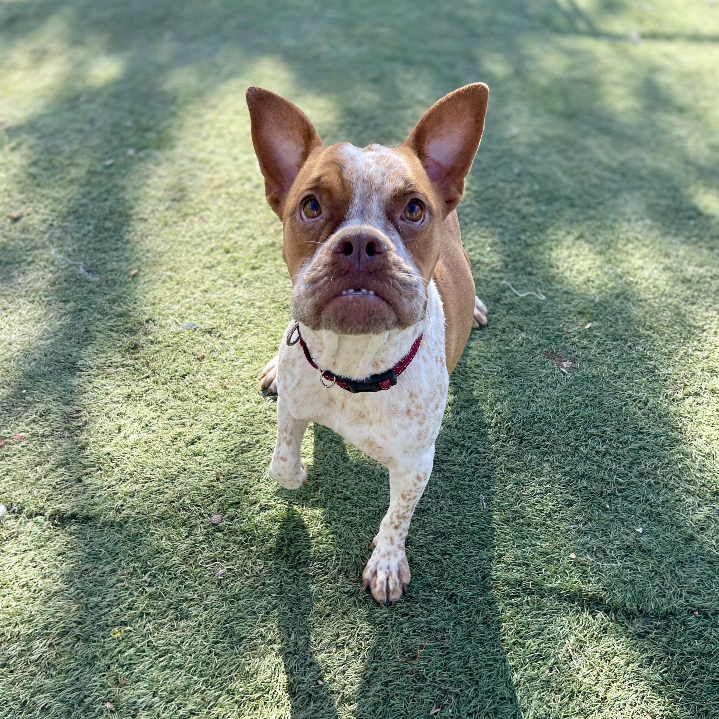 Enlarge Piper, a Adoptable French Bulldog in Center Point, TX image 5/6
