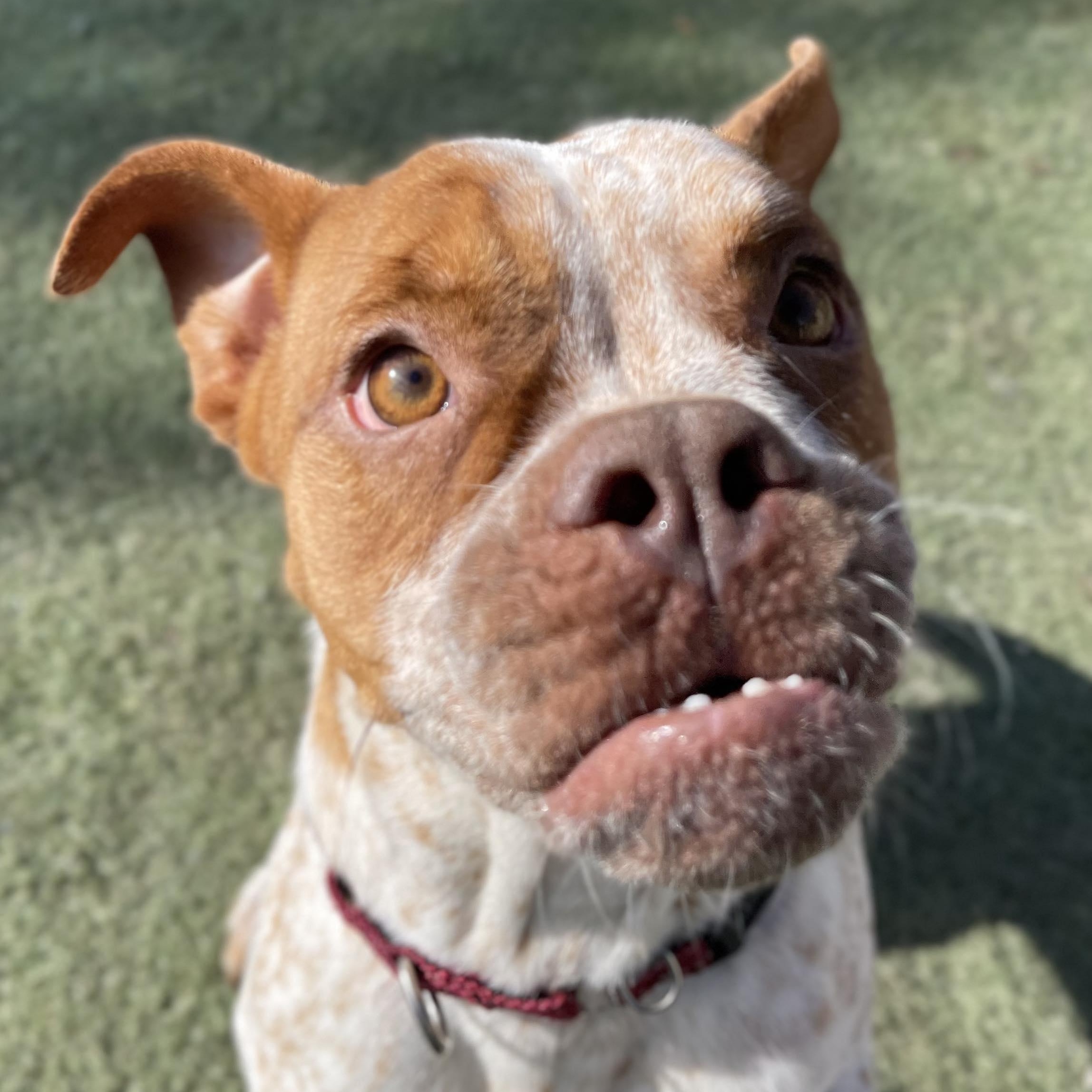 Enlarge Piper, a Adoptable French Bulldog in Center Point, TX image 4/6