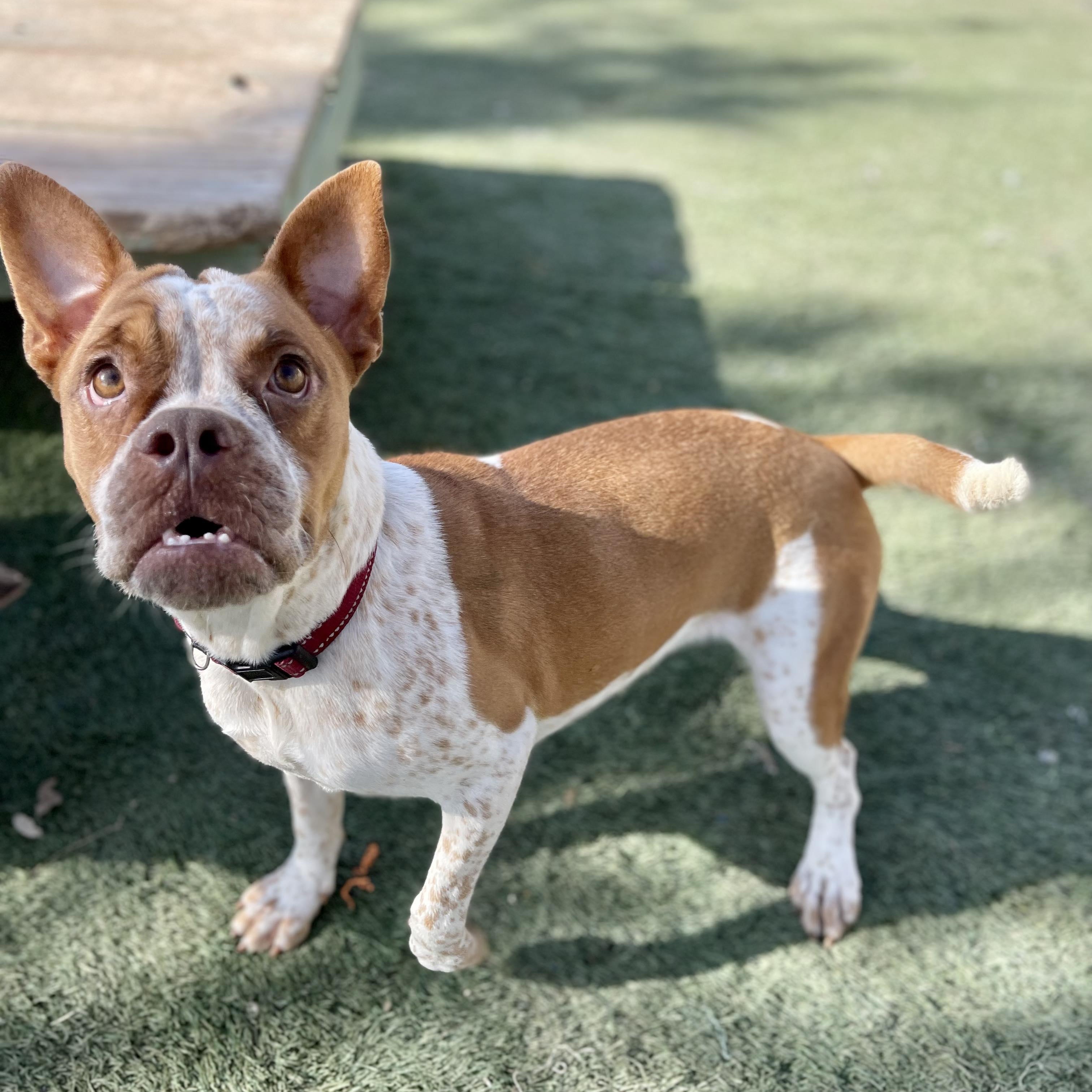 Enlarge Piper, a Adoptable French Bulldog in Center Point, TX image 6/6