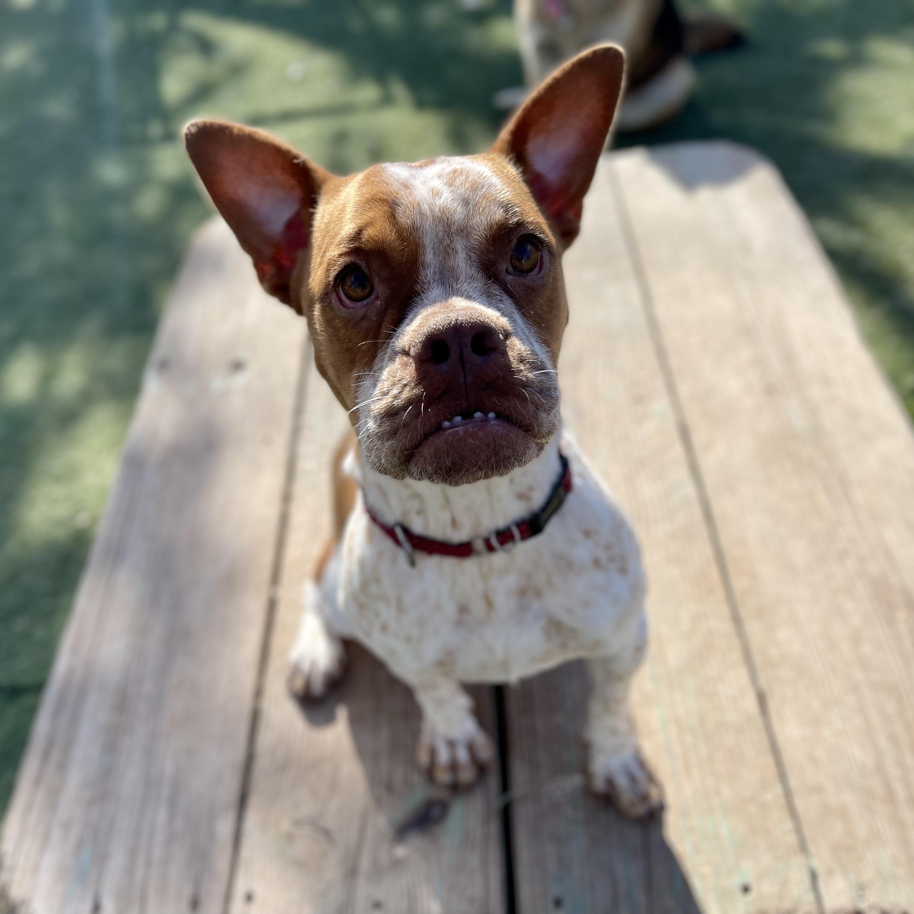 Enlarge Piper, a Adoptable French Bulldog in Center Point, TX image 2/6
