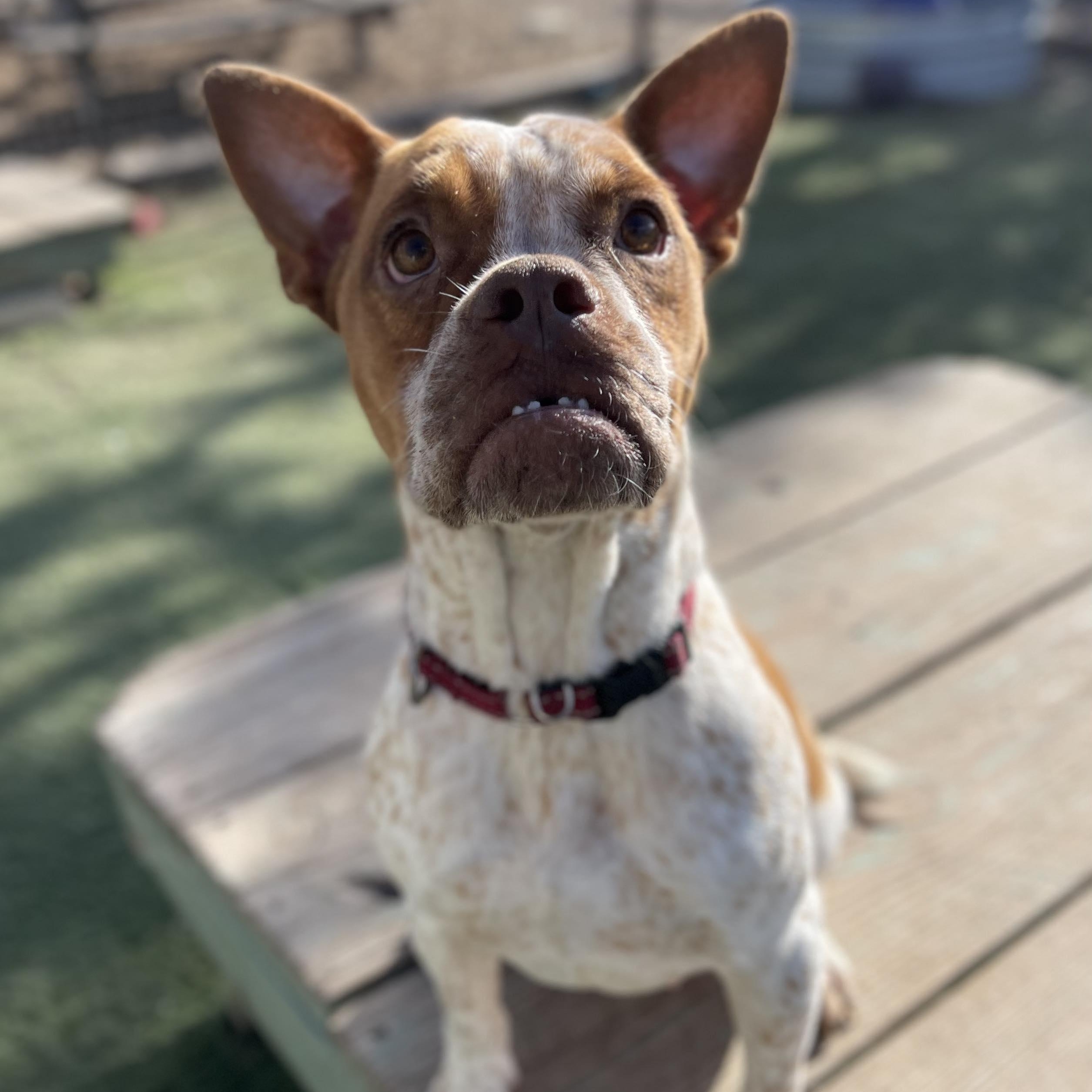 Enlarge Piper, a Adoptable French Bulldog in Center Point, TX image 3/6
