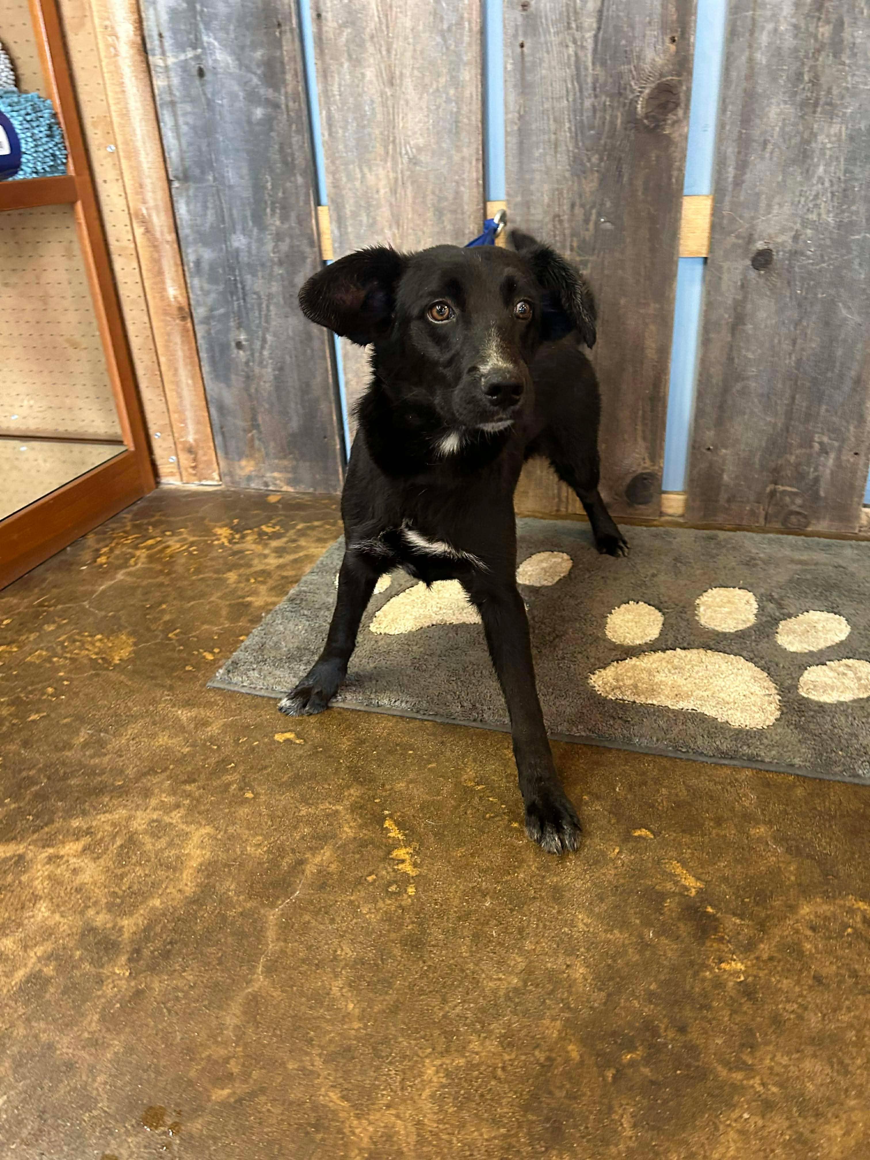Enlarge DUKE   $425, a ADOPTABLE mixed breed in Milwaukee, WI image 3/5