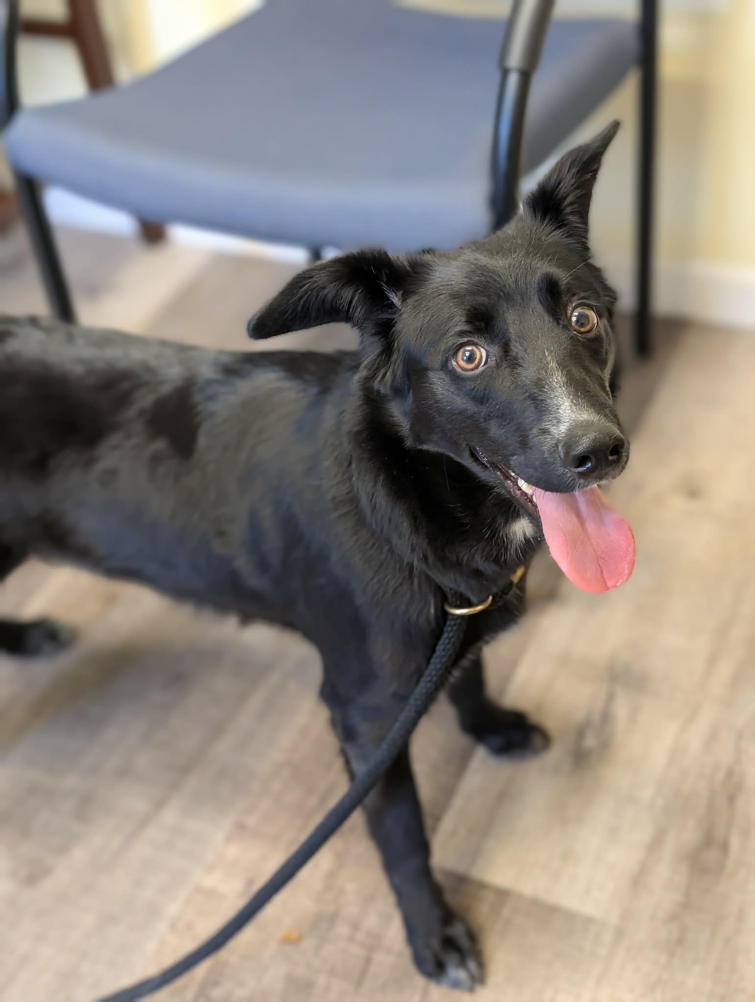 Enlarge DUKE   $425, a ADOPTABLE mixed breed in Milwaukee, WI image 4/5