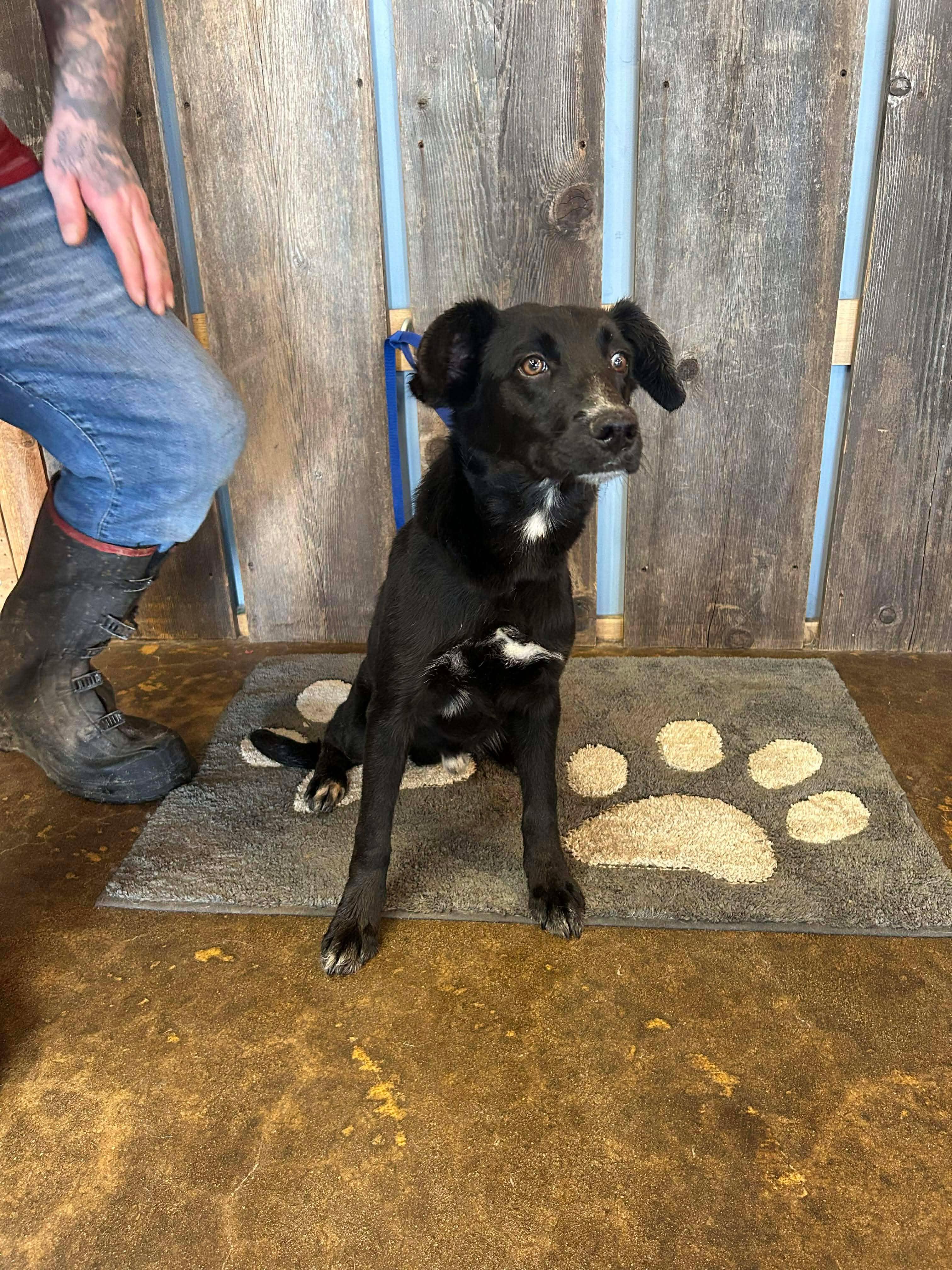 Enlarge DUKE   $425, a ADOPTABLE mixed breed in Milwaukee, WI image 2/5