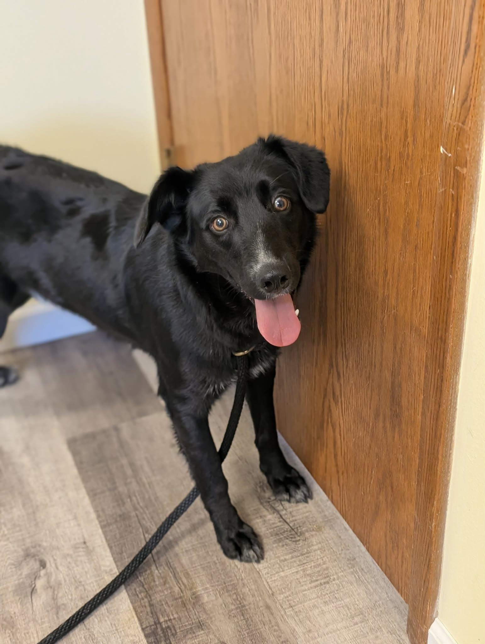 Enlarge DUKE   $425, a ADOPTABLE mixed breed in Milwaukee, WI image 5/5
