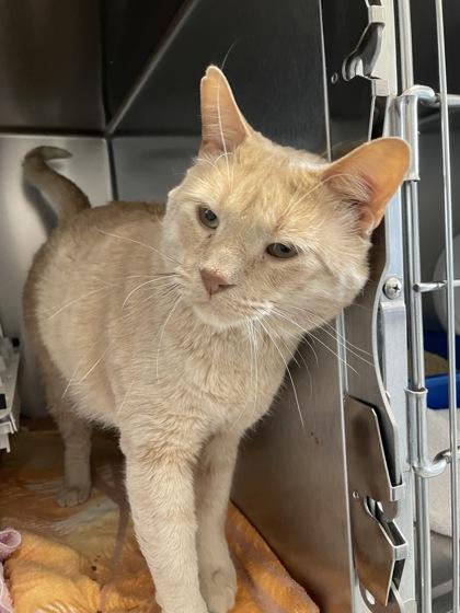 Bulldozer, Adoptable, Adult Male Domestic Short Hair & Domestic Short Hair.