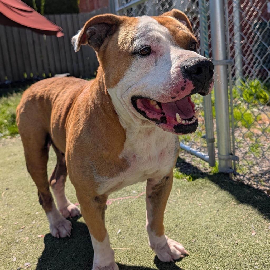 Blaze, Adoptable, Senior Male Pit Bull Terrier.