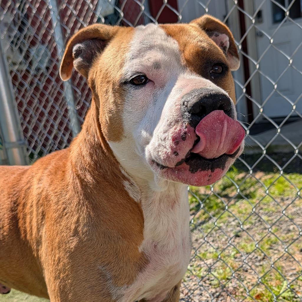 Blaze, a Adoptable mixed breed in Aberdeen, WA image 2/5