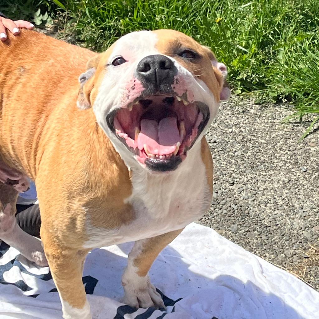 Blaze, a Adoptable mixed breed in Aberdeen, WA image 3/5