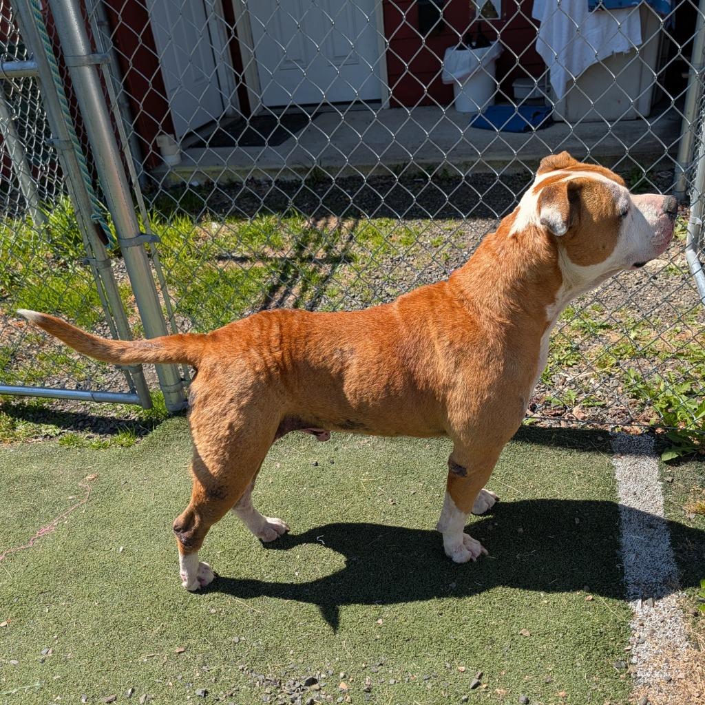 Blaze, a Adoptable mixed breed in Aberdeen, WA image 4/5