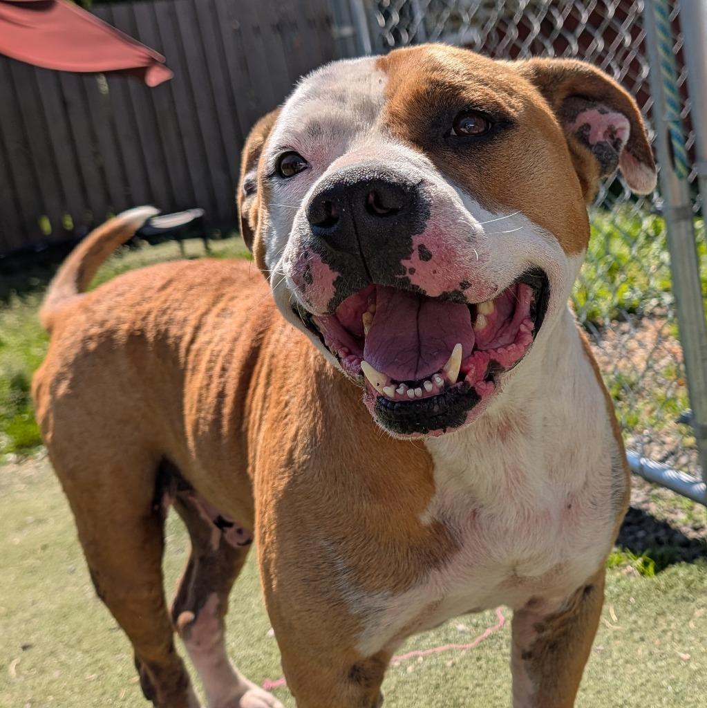 Blaze, a Adoptable mixed breed in Aberdeen, WA image 5/5