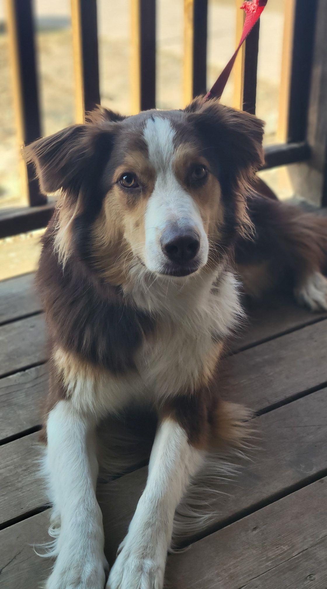Enlarge Otto, a ADOPTABLE Australian Shepherd in Elk River, MN image 1/1
