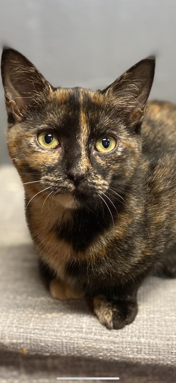 Enlarge JC, a Adoptable Domestic Short Hair in Sistersville, WV image 2/3