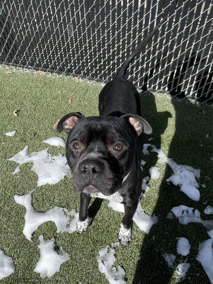 Enlarge Mike, a Adoptable mixed breed in Lafayette, IN image 1/3