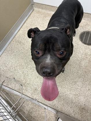 Mike, Adoptable, Adult Male Mixed Breed & Mixed Breed.