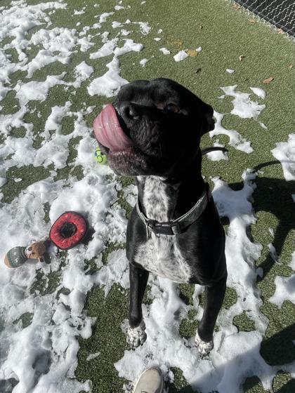 Enlarge Mike, a Adoptable mixed breed in Lafayette, IN image 3/3