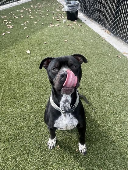 Enlarge Mike, a Adoptable mixed breed in Lafayette, IN image 3/3