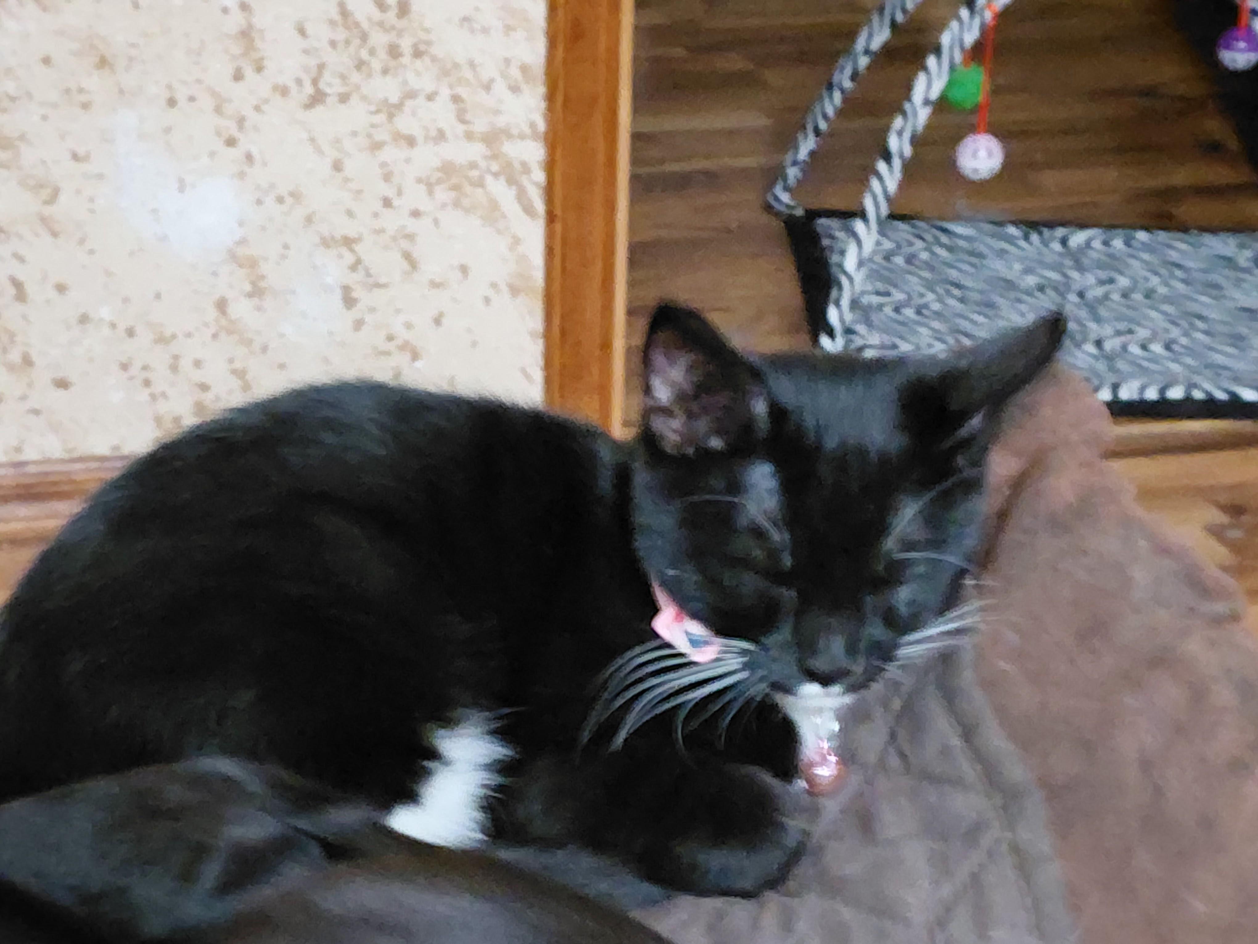 Jackie, a Adoptable Domestic Short Hair in Waseca, MN image 1/3