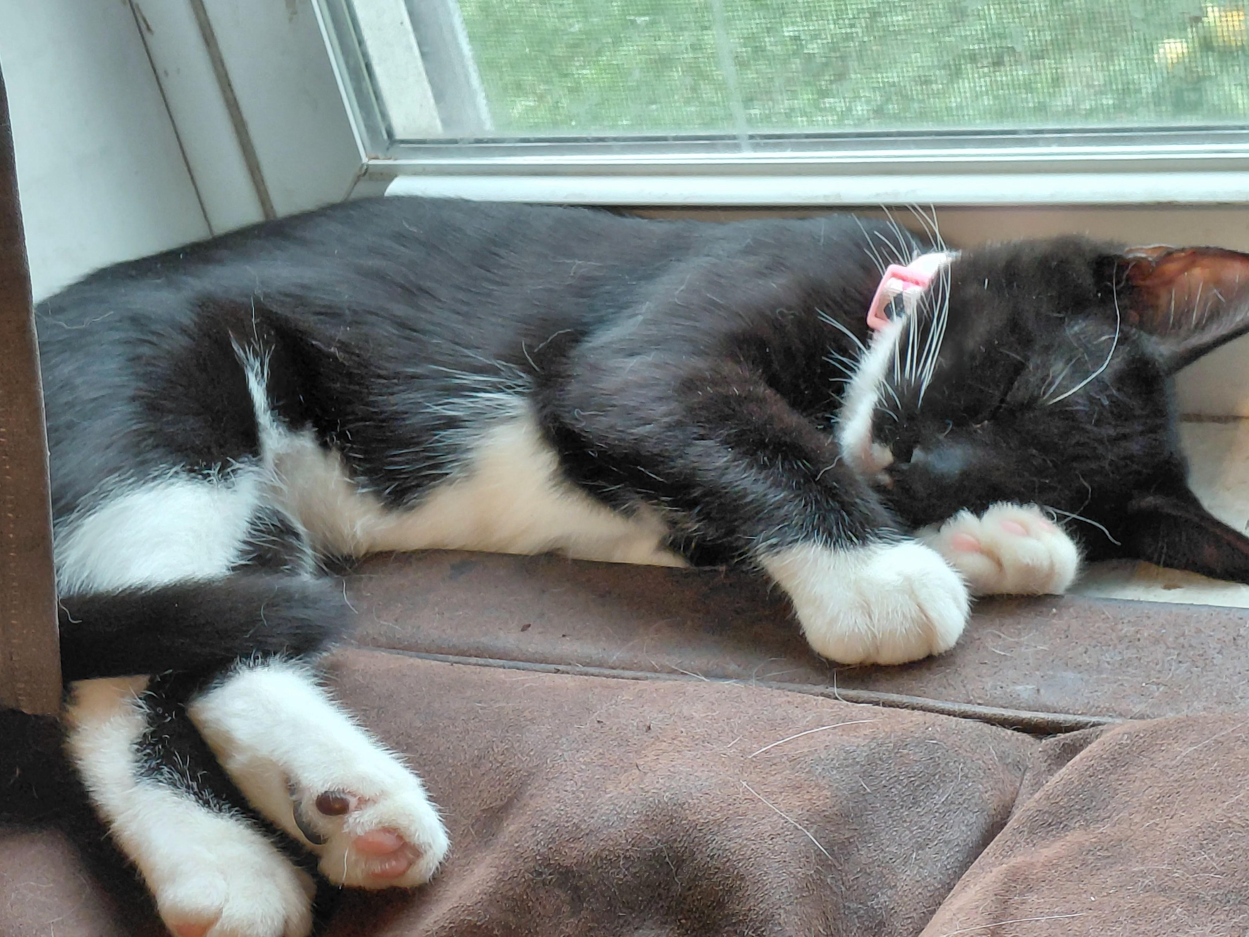 Jackie, a Adoptable Domestic Short Hair in Waseca, MN image 2/3