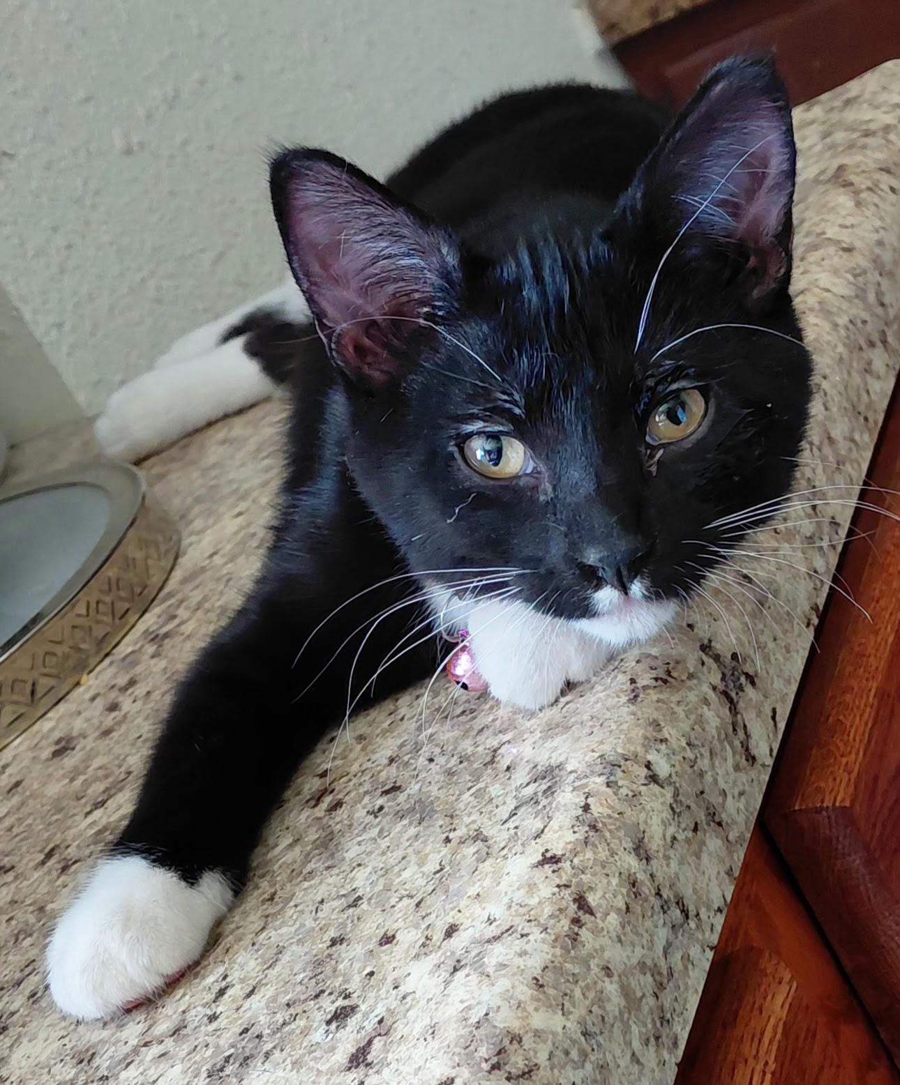 Jackie, a Adoptable Domestic Short Hair in Waseca, MN image 3/3