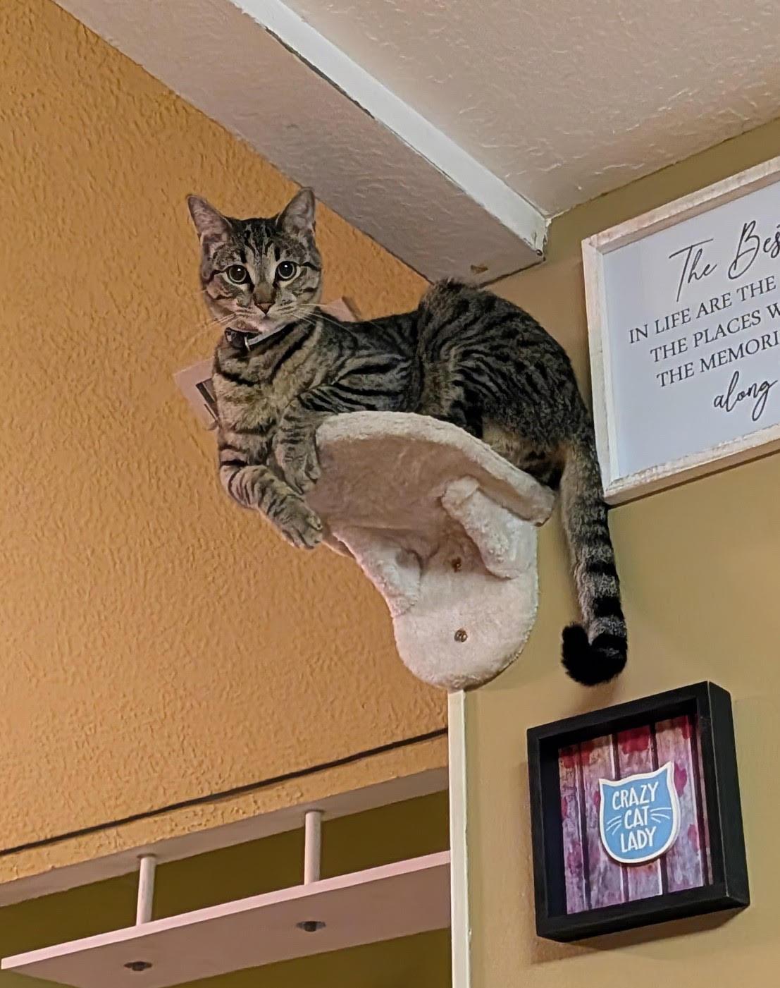 Fred, Adoptable, Kitten Male Tabby & Domestic Short Hair.