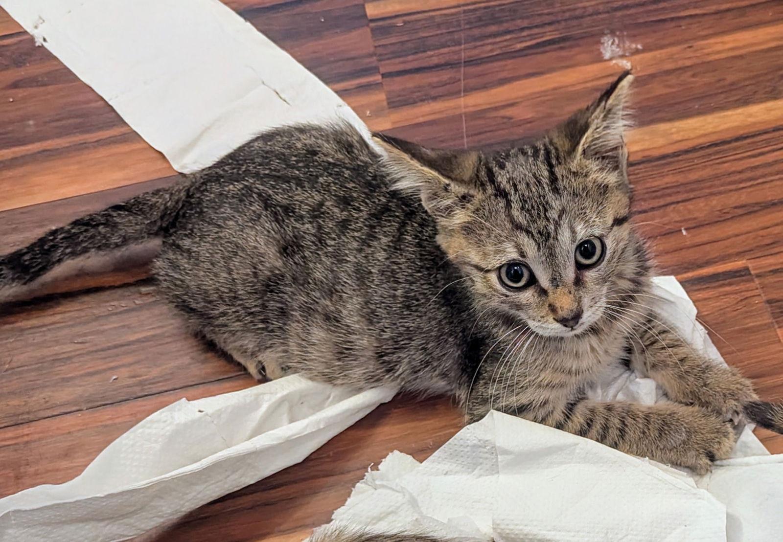 Fred, a Adoptable mixed breed in MONTGOMERY, TX image 2/3