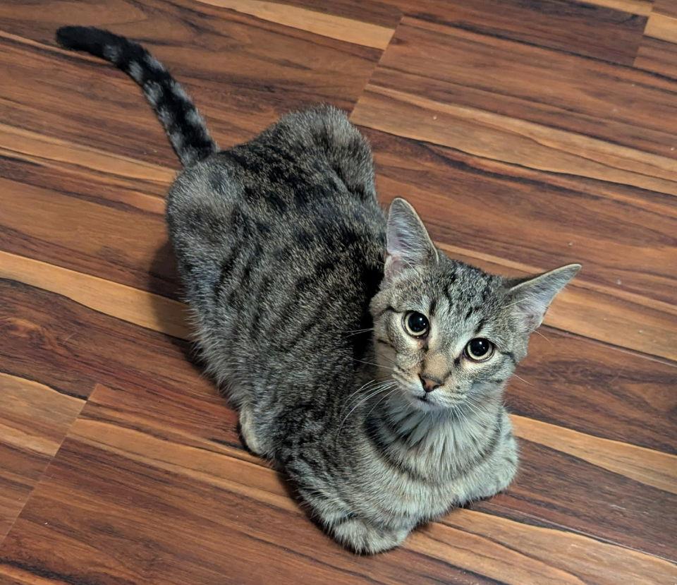 Fred, a Adoptable mixed breed in MONTGOMERY, TX image 3/3