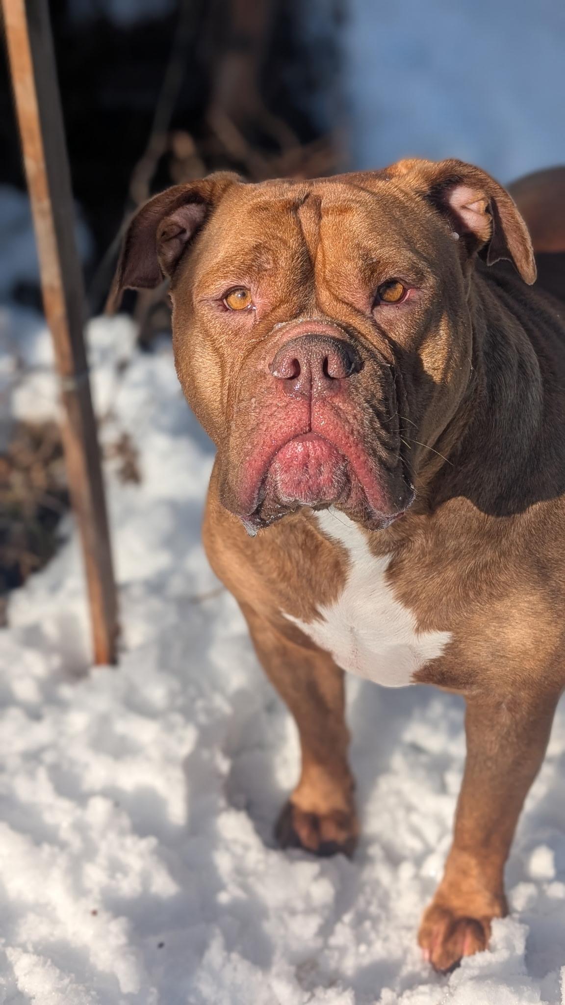 Enlarge Sweet Hazel-AVAILABLE FOR A MEET AND GREET, an adoption pending English Bulldog in Alexandria, LA image 5/5