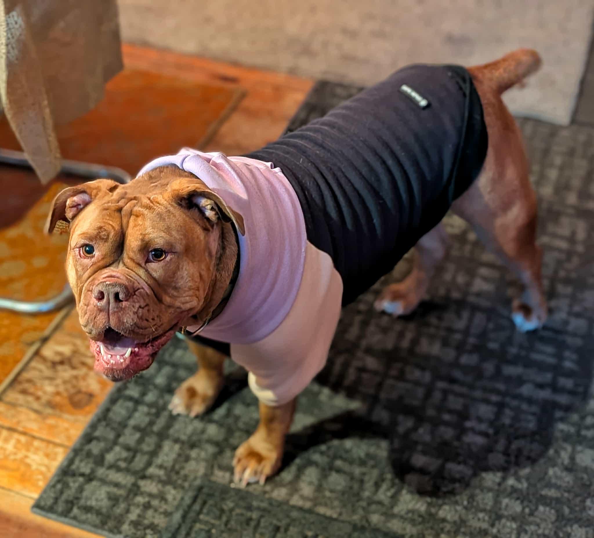 Enlarge Sweet Hazel-AVAILABLE FOR A MEET AND GREET, an adoption pending English Bulldog in Alexandria, LA image 2/5