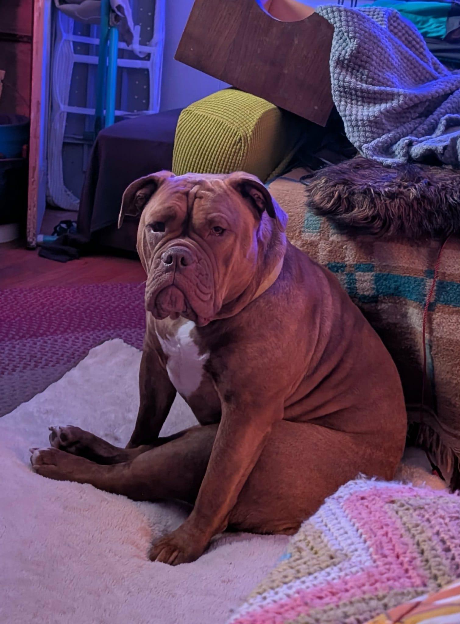 Enlarge Sweet Hazel-AVAILABLE FOR A MEET AND GREET, an adoption pending English Bulldog in Alexandria, LA image 3/5