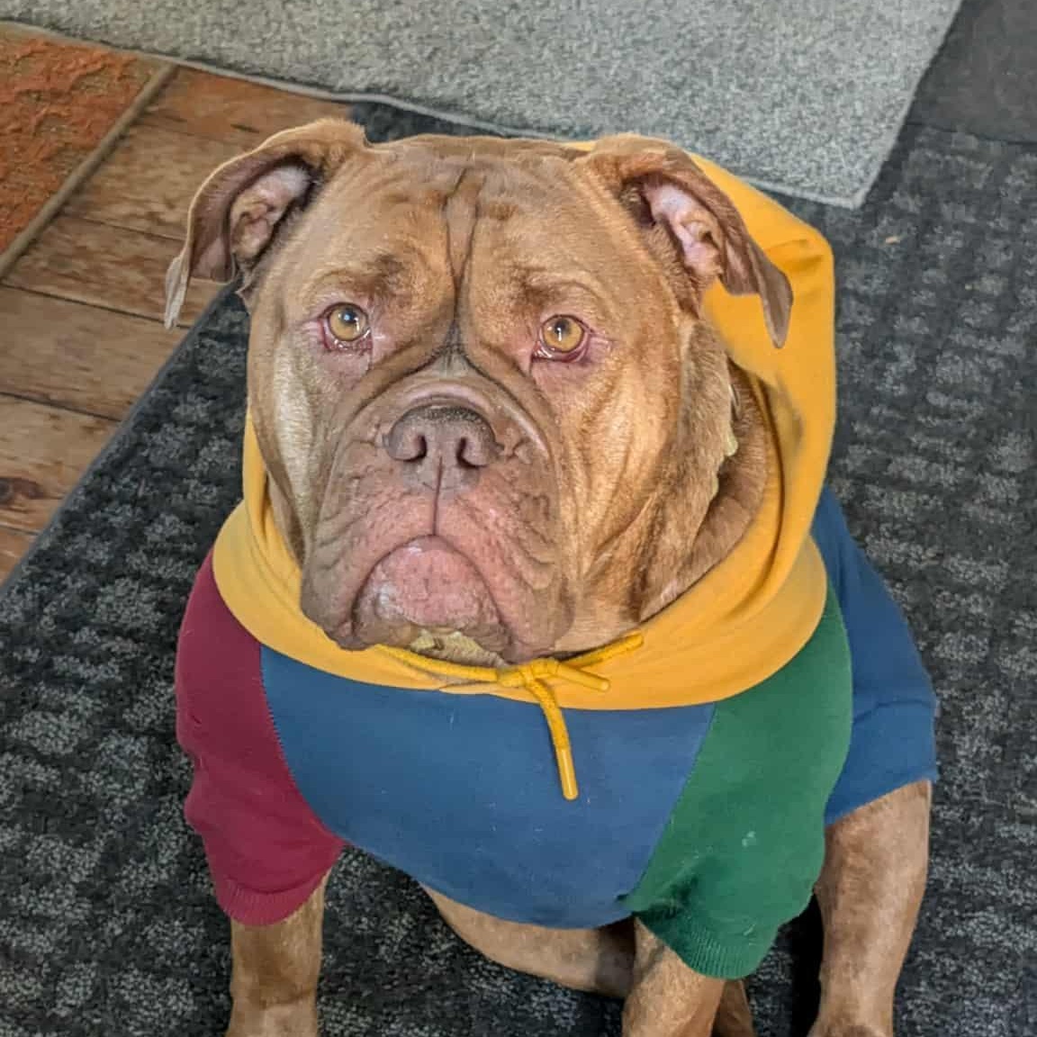 Enlarge Sweet Hazel-AVAILABLE FOR A MEET AND GREET, an adoption pending English Bulldog in Alexandria, LA image 1/5