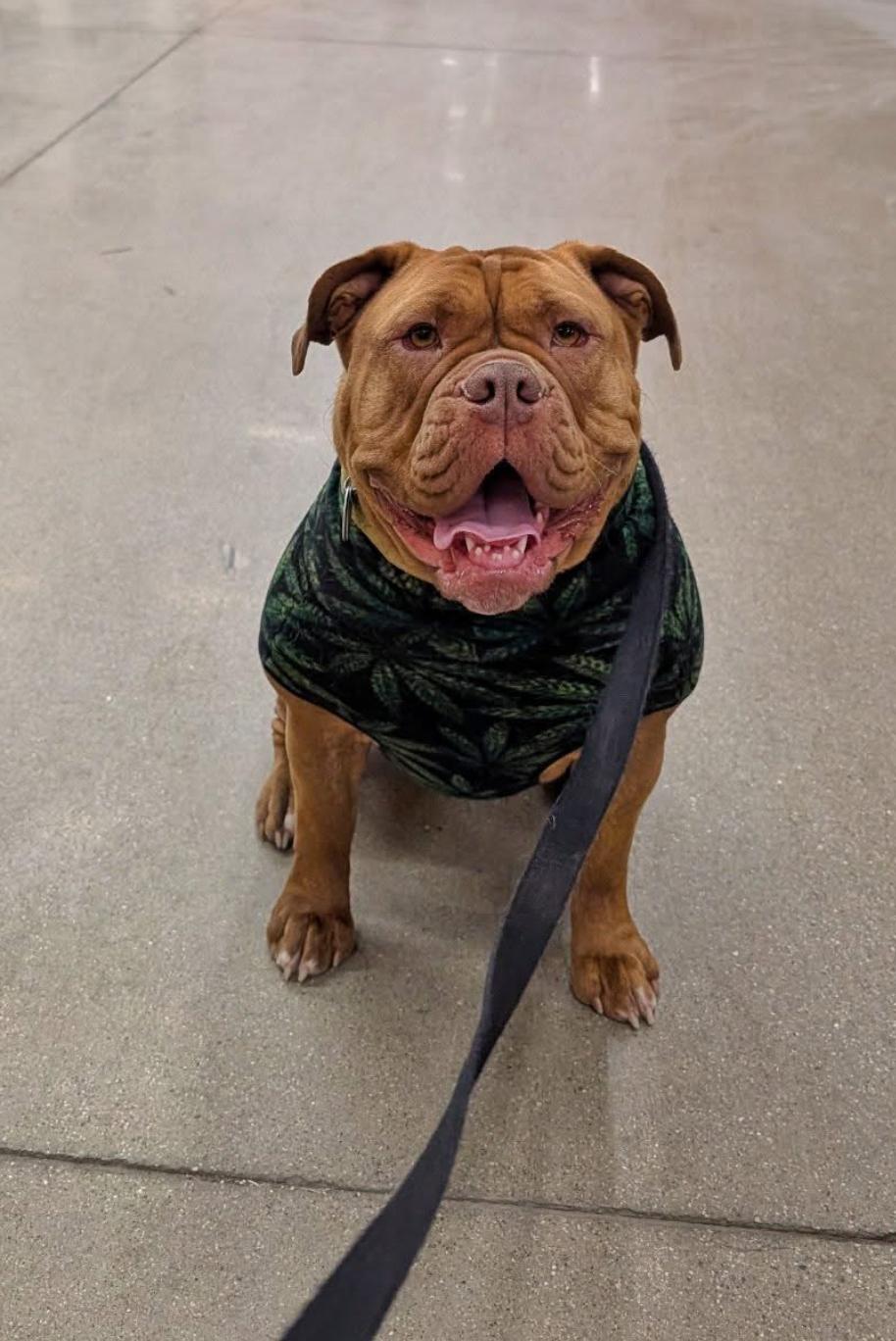 Enlarge Sweet Hazel-AVAILABLE FOR A MEET AND GREET, an adoption pending English Bulldog in Alexandria, LA image 4/5